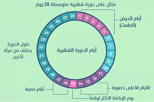 متى وقت التبويض بعد الدوره بكم يوم؟