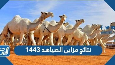 نتائج مزاين الصياهد 1443 الصفر