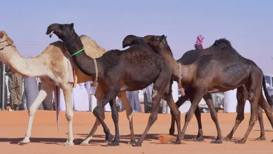 كم قيمة جائزة الملك عبد العزيز لابل 1443