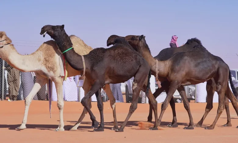 كم قيمة جائزة الملك عبد العزيز لابل 1443