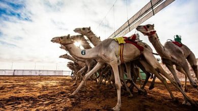 موعد نتائج مهرجان الملك عبدالعزيز لمزاين الإبل 1443