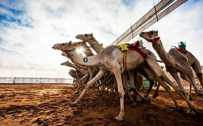 موعد نتائج مهرجان الملك عبدالعزيز لمزاين الإبل 1443